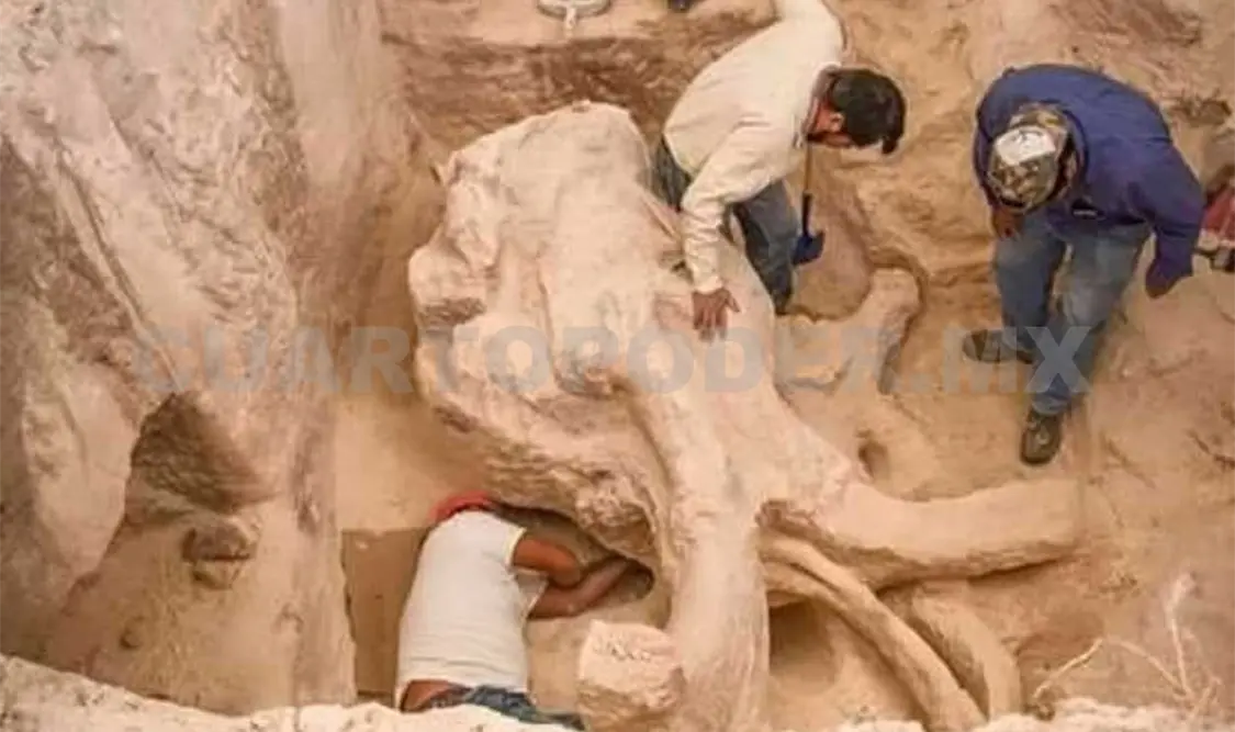 Encuentran cráneo de mamut en Nuevo León