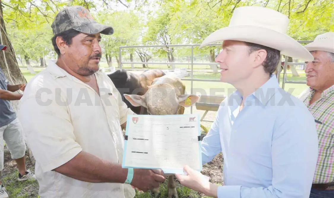 Velasco entrega 200 sementales con registro en la Costa