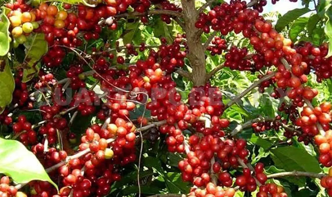 Renuevan cultivos con método de estacas enraizadas