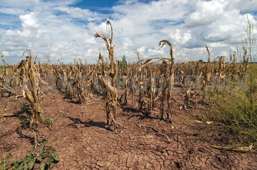 El año pasado la canícula en Chiapas afectó a las siembras tempranas * CP.