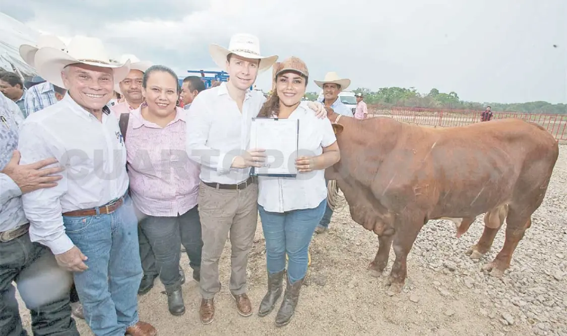 Entrega Velasco 130 sementales bovinos en Palenque