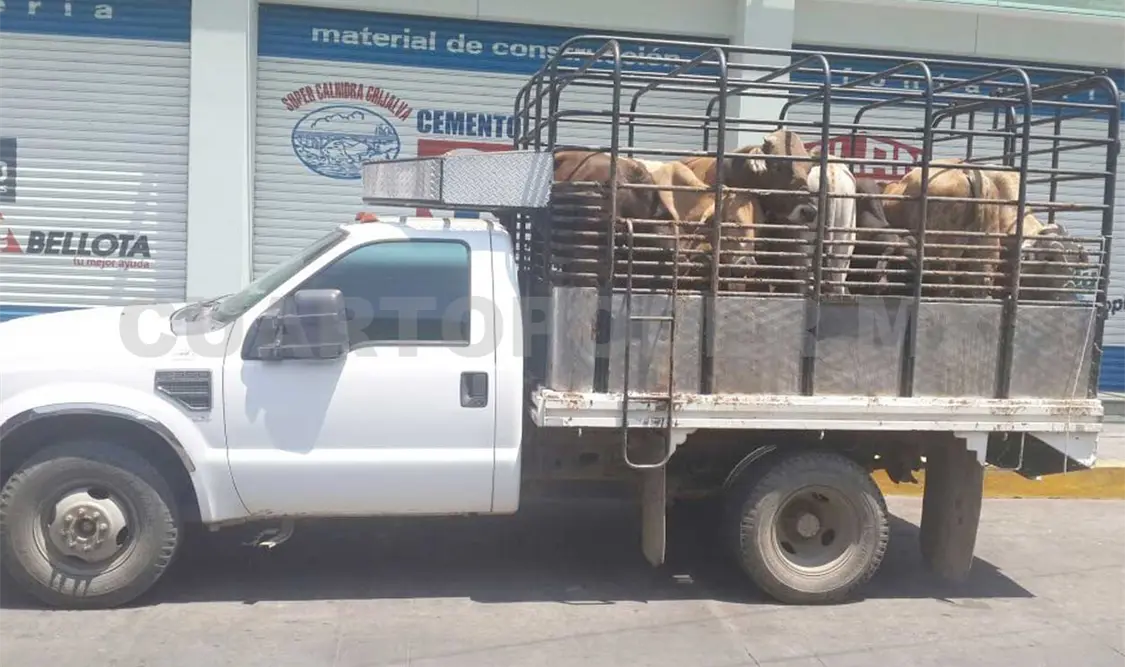 14 semovientes y dos vehículos recuperados
