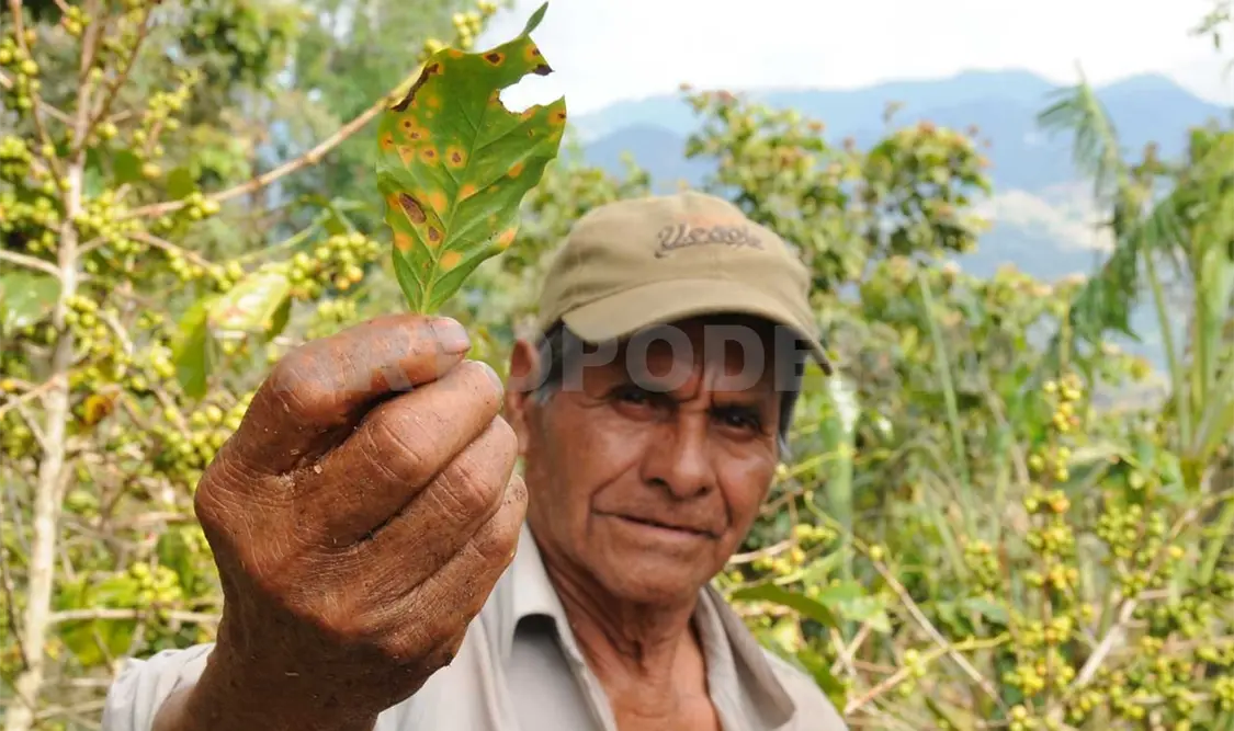 Esperan reactivación de financiamiento para cafetales