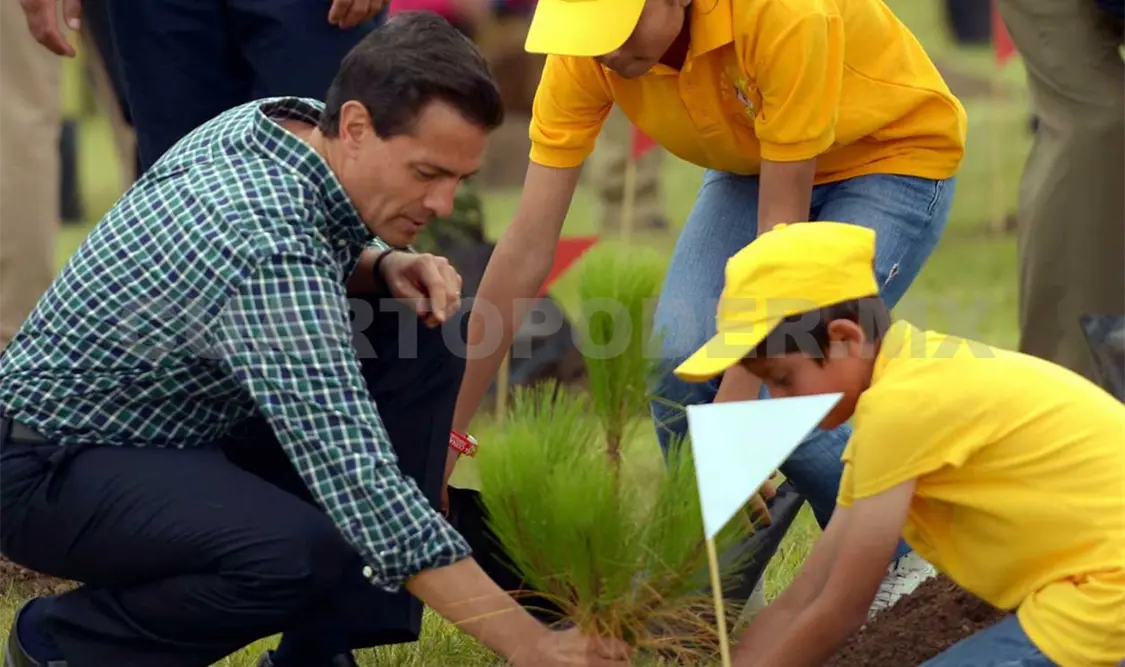 Reforestarán 1 millón de ha