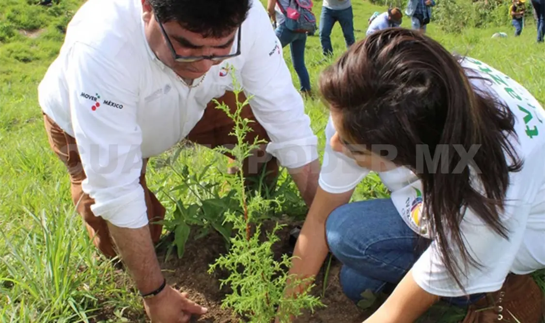 La meta es reforestar 170 mil hectáreas. Diana Ramírez / CP