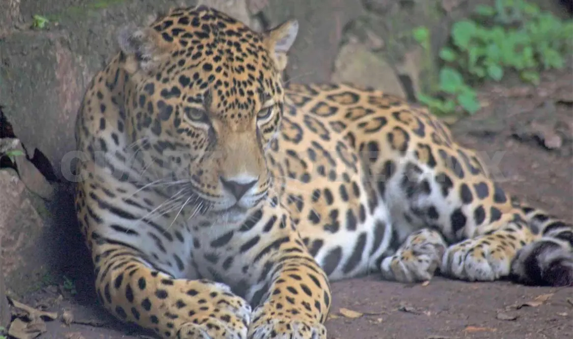 El proyecto contribuirá a la conservación del jaguar mexicano, así como otros felinos del país. CP