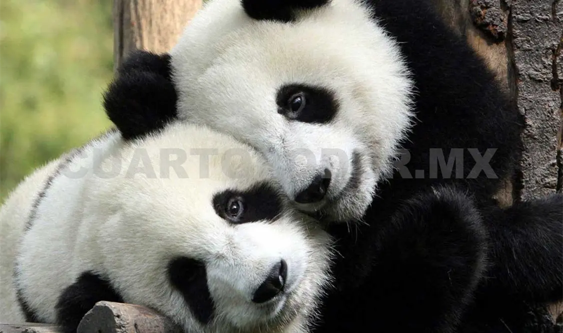 Para el coordinador de los asambleístas del partido MC, Armando López, resultan inviable rentar una pareja reproductiva de pandas al gobierno chino. AP