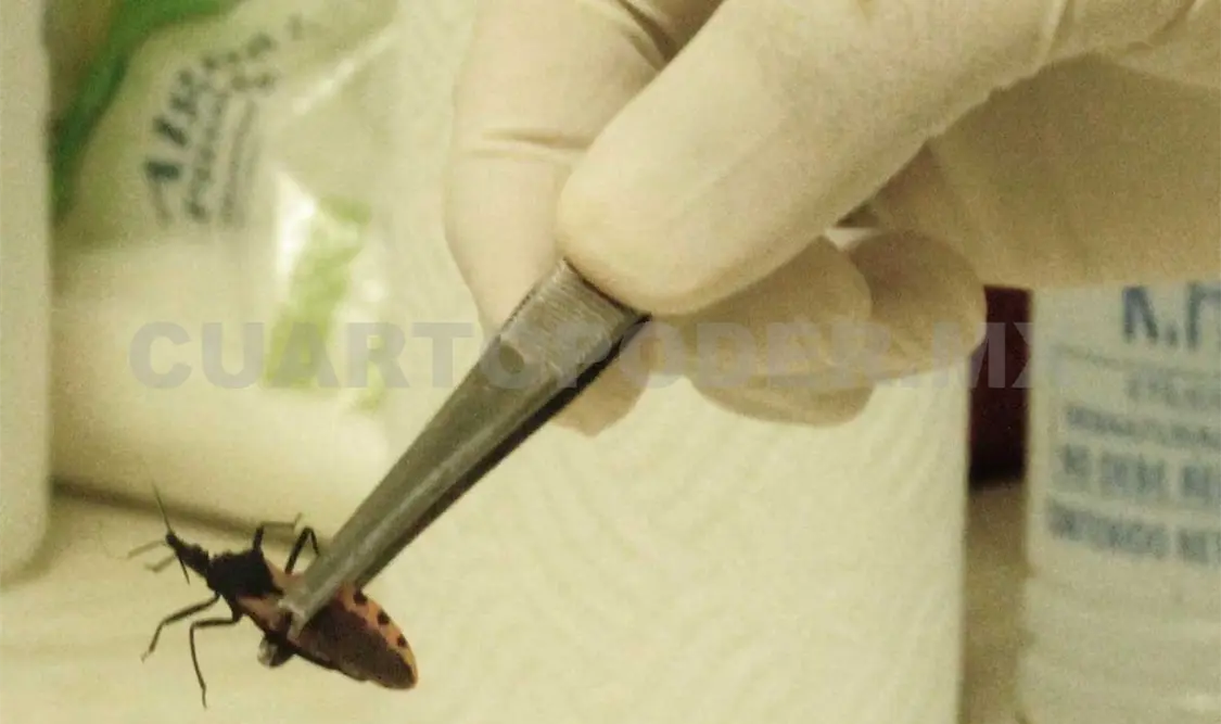 Insecto transmisor del mal de chagas. CP