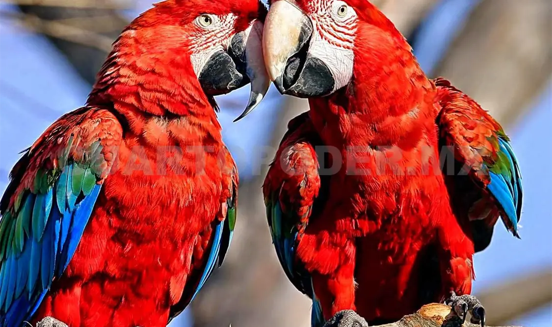 El Área Natural Protegida de Palenque, Chiapas, permite a las guacamayas mayor reproducción. Agencias