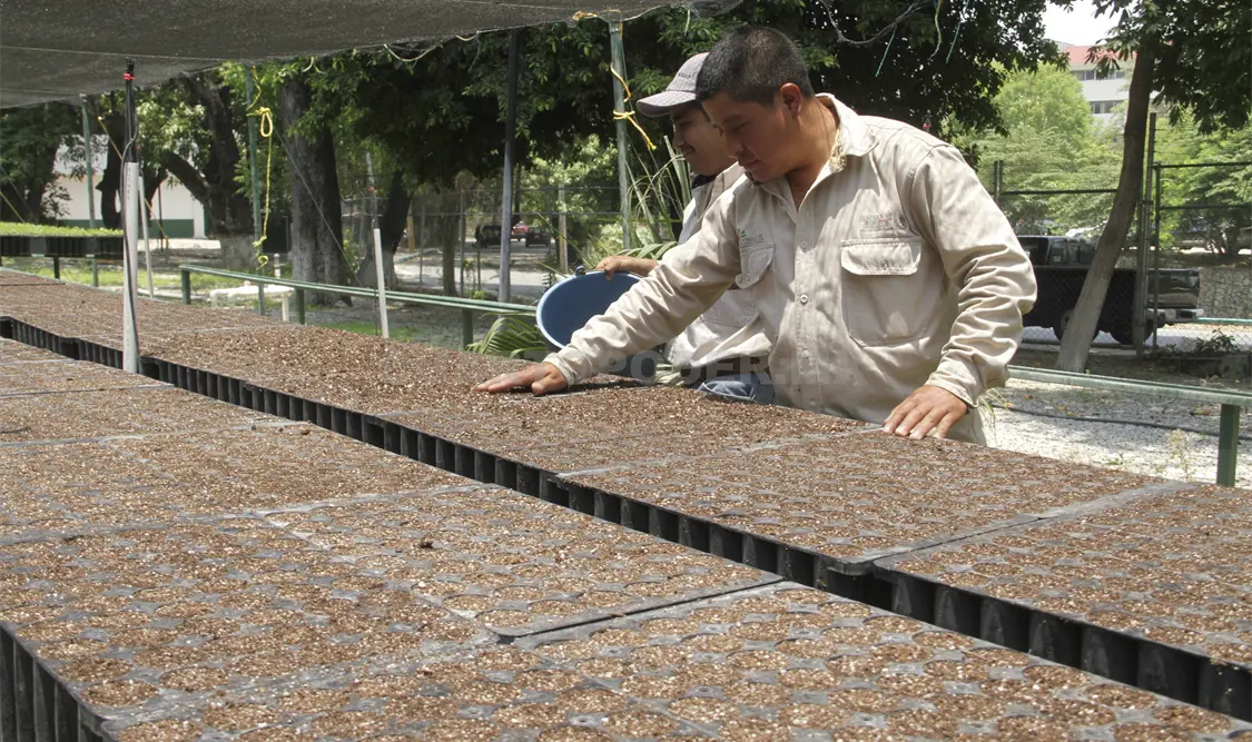 La Conafor brinda asesoría técnica a empresas, asociaciones, comunidades y ejidos. Guillermo Ramos / CP.