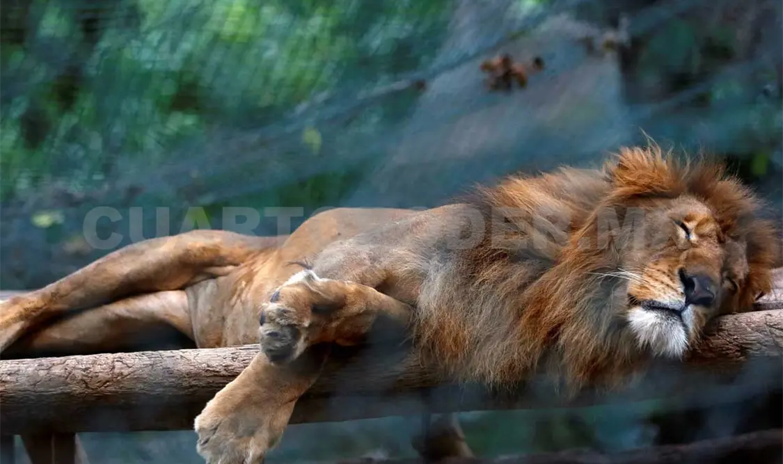 México emplea diversas medidas a favor de la fauna silvestre.