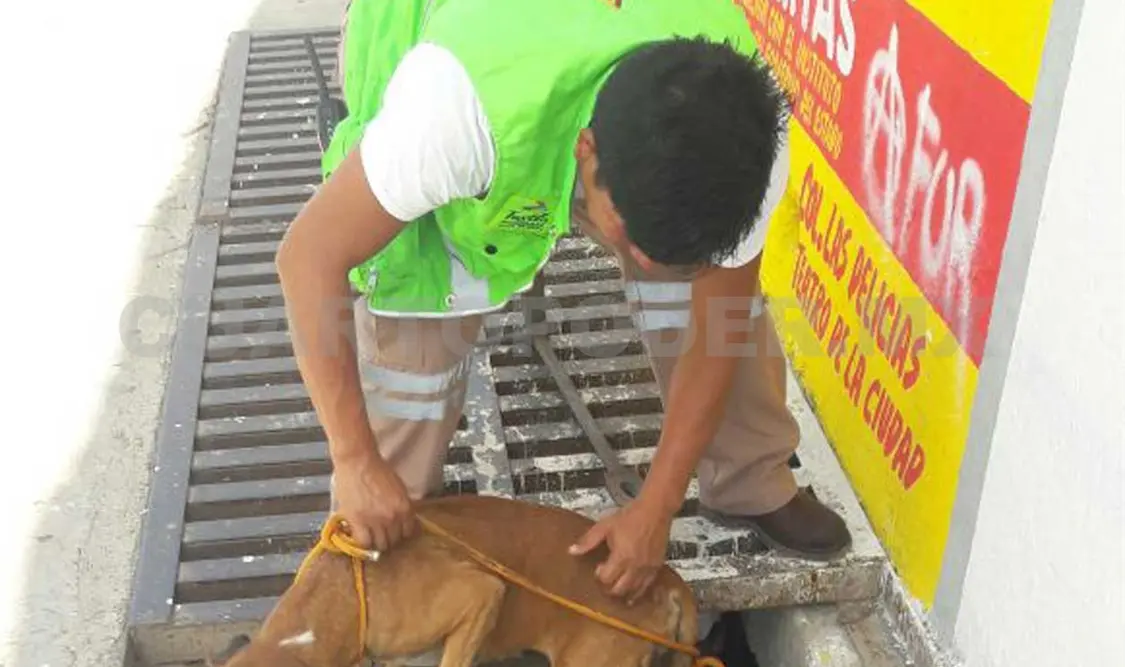 Rescatan a perro en coladera