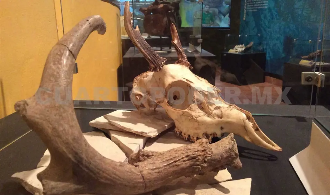 Museo expone mamíferos prehistóricos