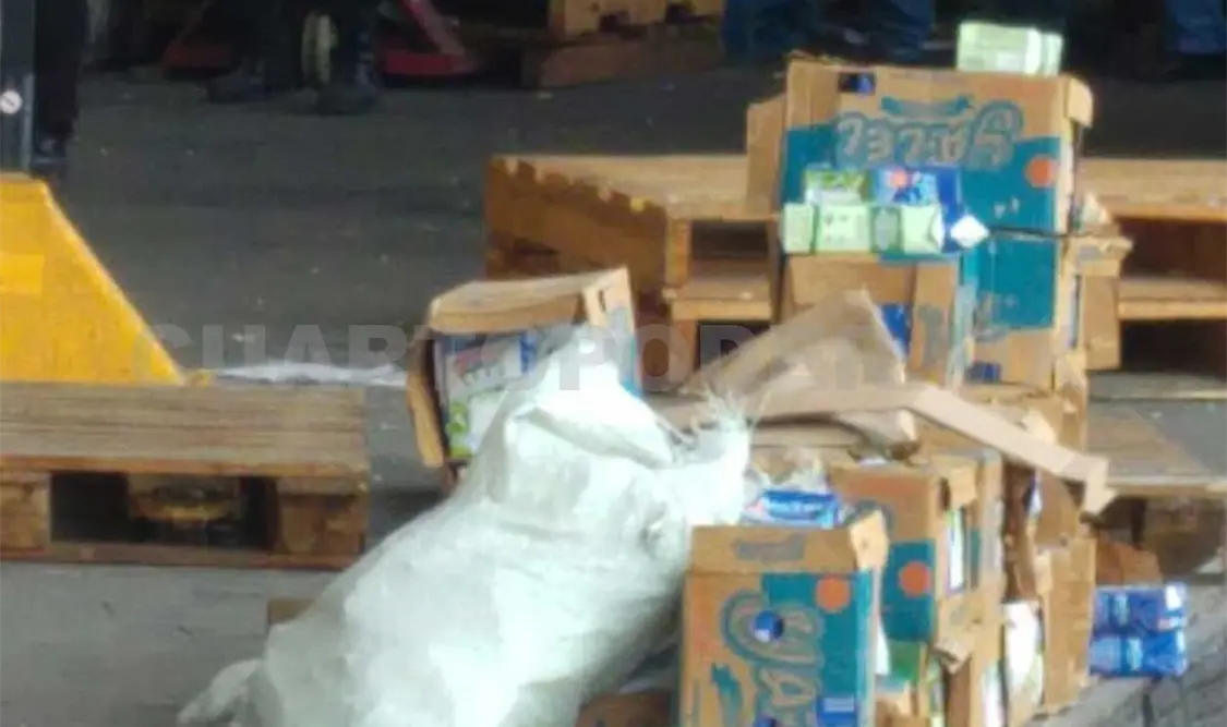 Investigan presunta venta de productos ilegales en Diconsa