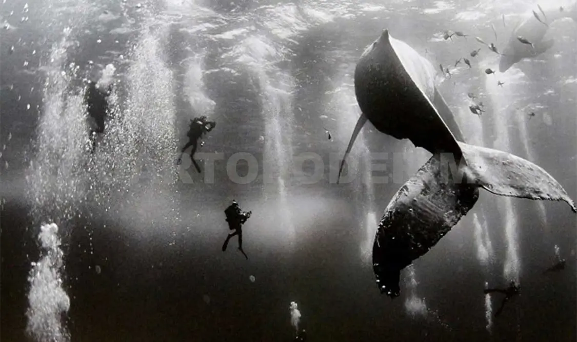 Fotografía de una ballena jorobada vista por varios buzos. Cortesía