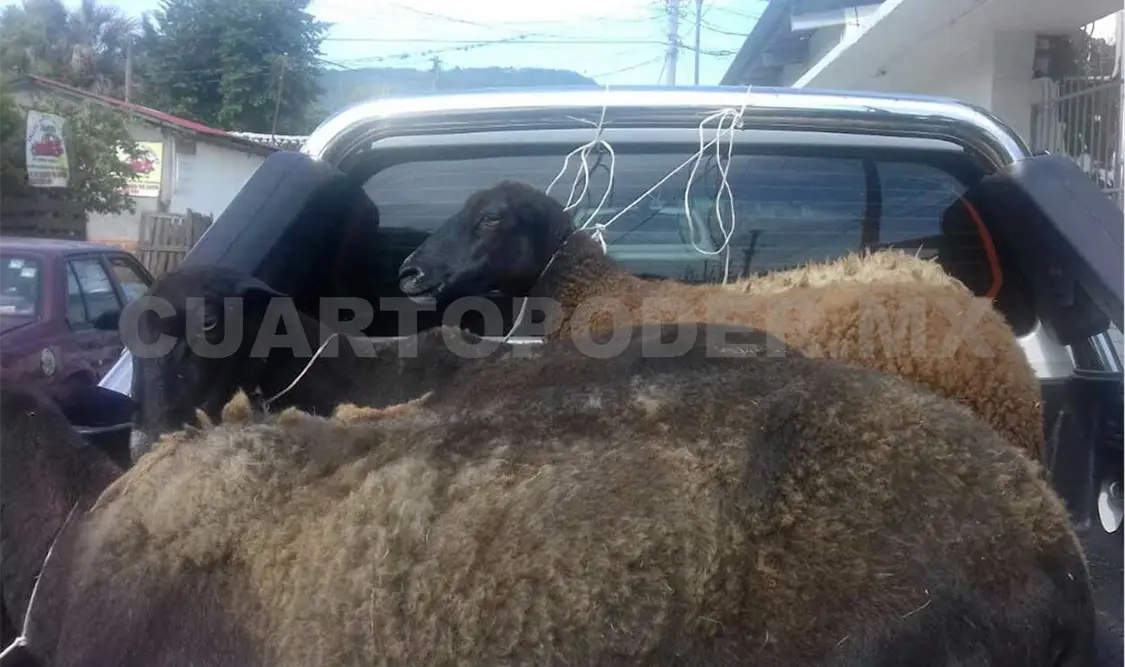 Recuperan ganado robado en Coita