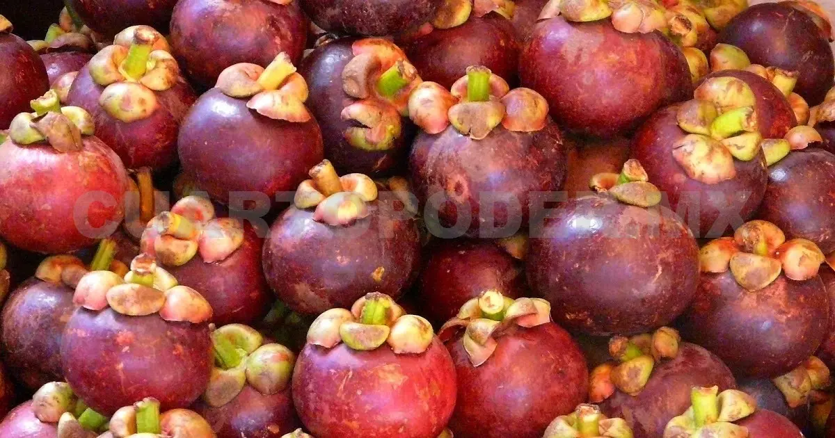 Productores reciben asesoría para el cultivo y la comercialización del Mangostán * CP