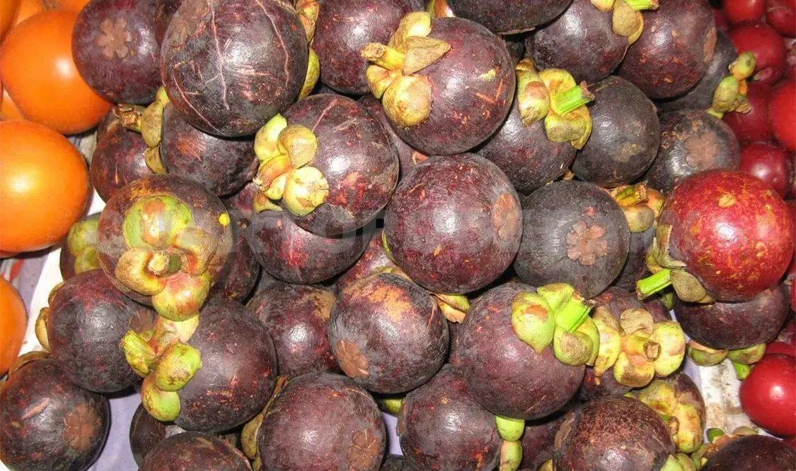 Mangostán, producción alternativa exitosa