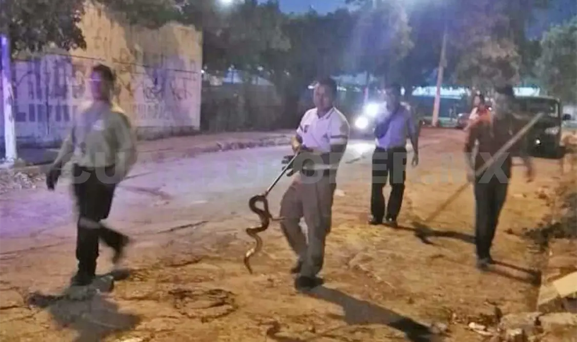 Por poco un peatón pisa una boa en la calle