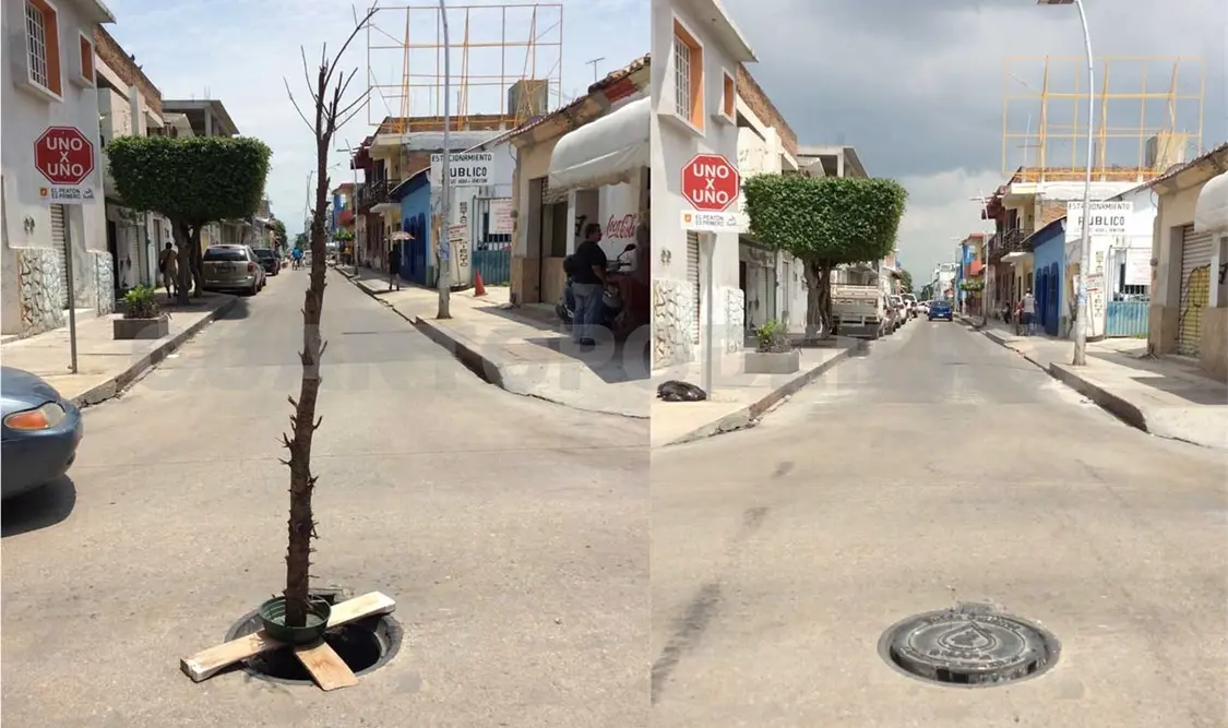 Quitan árbol que reemplazaba tapa de alcantarilla
