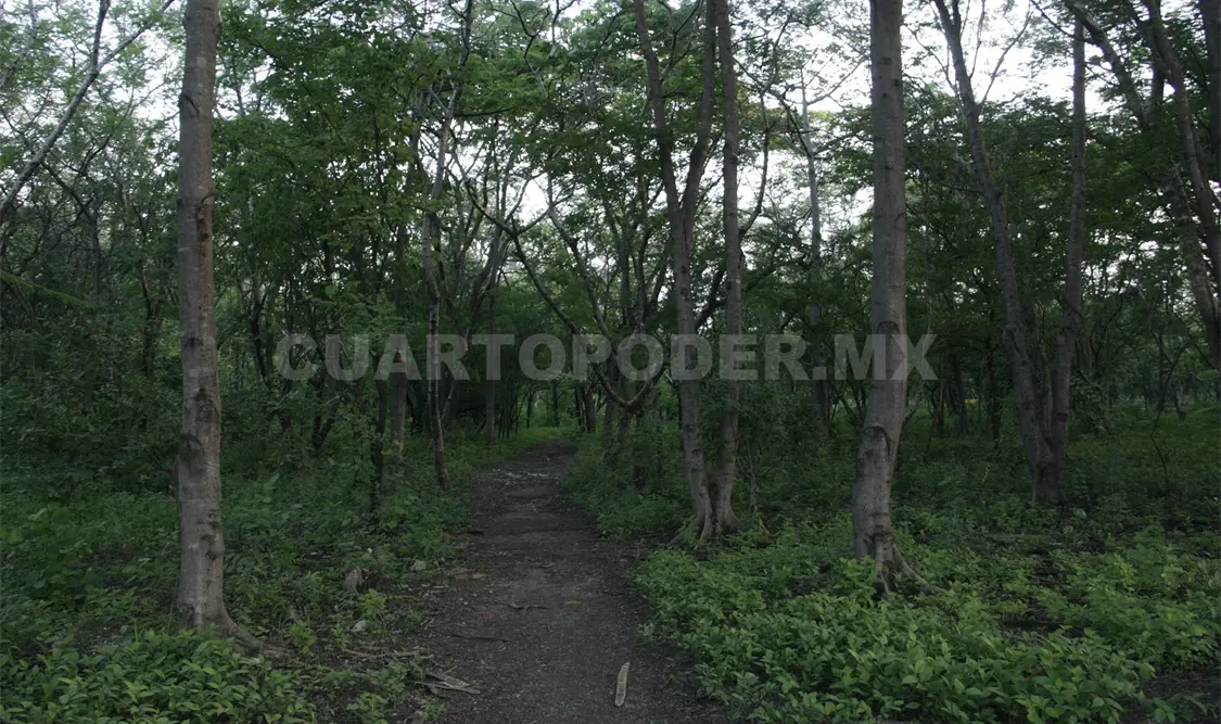 El monitoreo mundial de los bosques corre a cargo de la FAO desde 1946. Guillermo Ramos / CP.