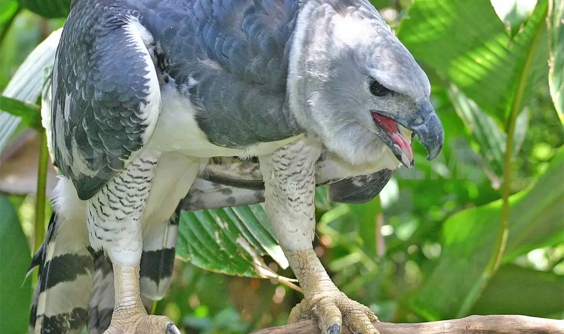 Fondo peregrino