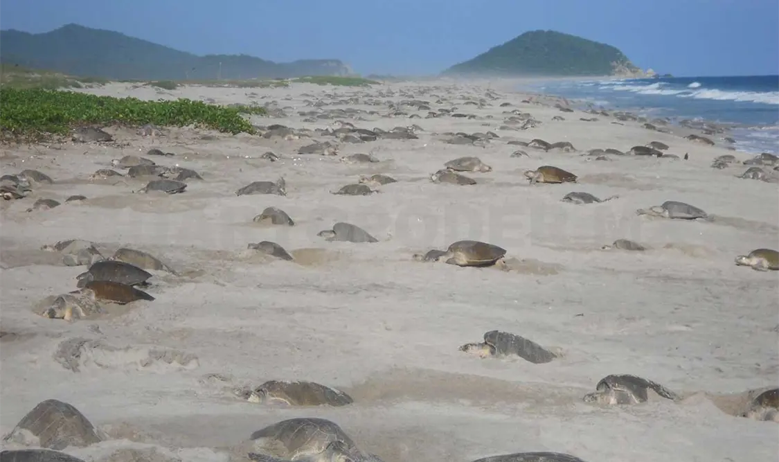 Protegen a más de 117 mil tortugas en Oaxaca