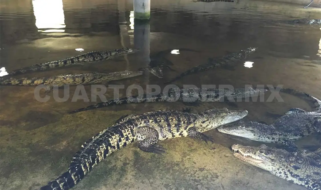 Invitan a conocer la vida y cuidados del cocodrilo