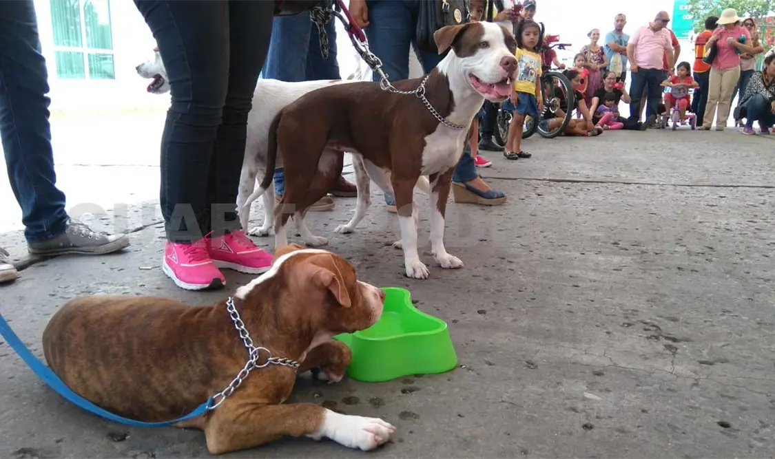Domingo de actividades en la avenida Central
