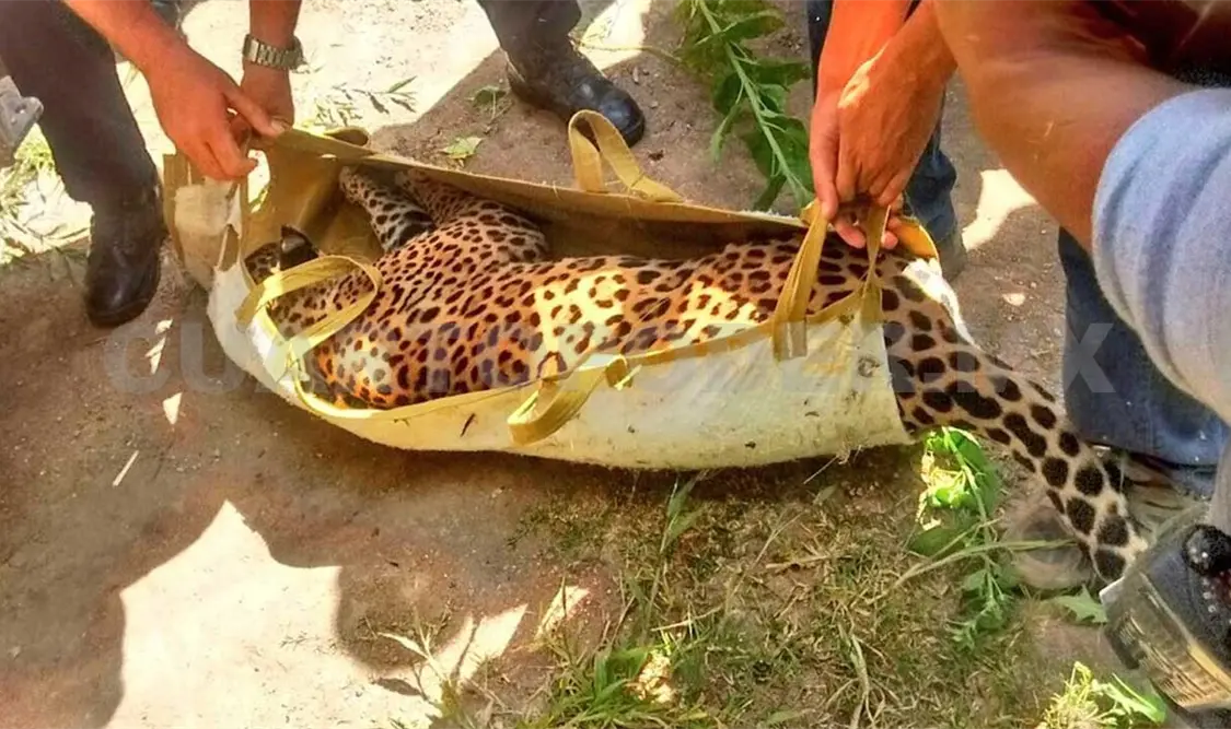 Aseguran cachorros de tigre y jaguar