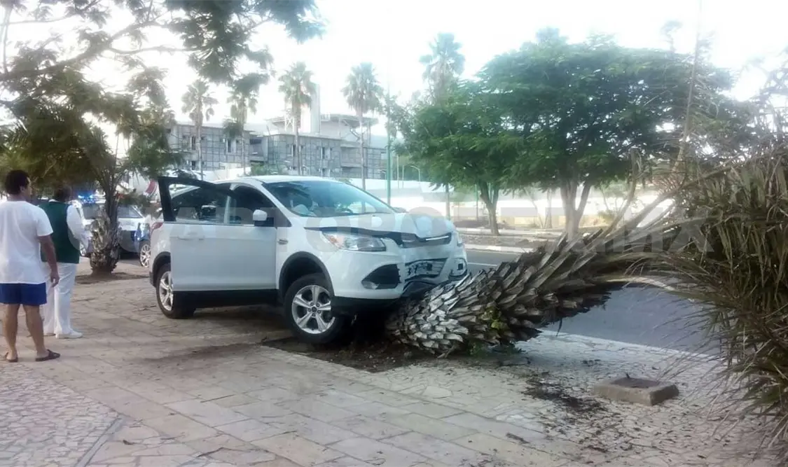 Se incrustó en una palmera