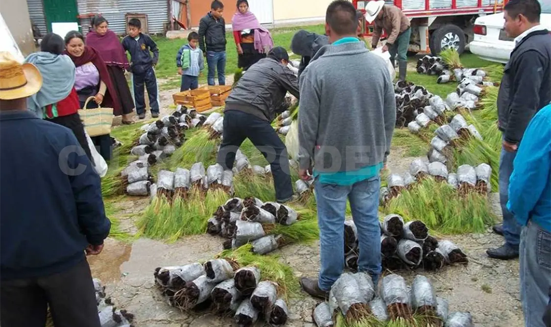 Comité ha plantado 200 mil árboles