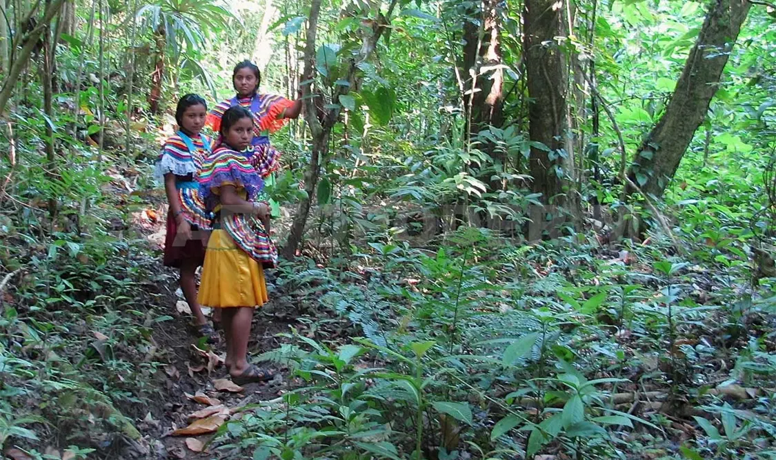 Abordarán preservación de la Selva en Foro Ambiental