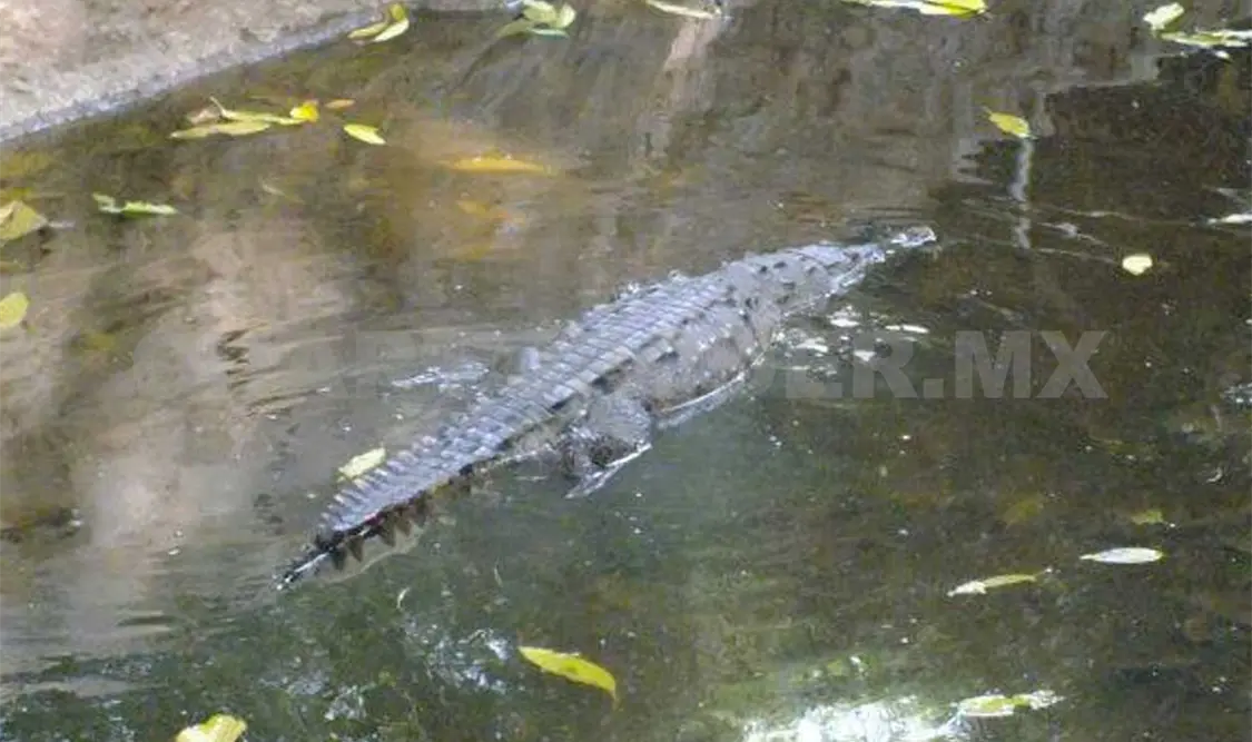 Liberan siete crías de cocodrilo de río