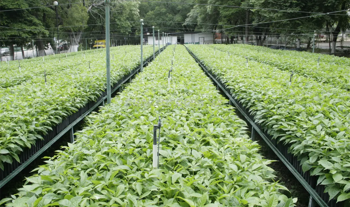 La primera etapa es cuando la semilla germina y nace la planta. Guillermo Ramos / CP.