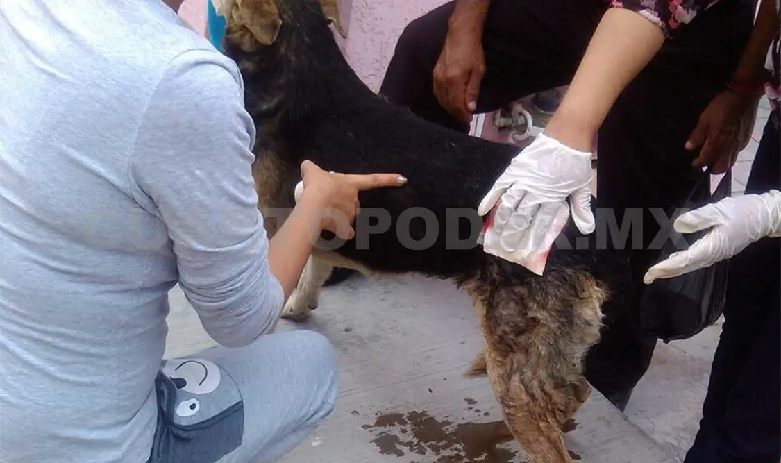 Extrañan al “Regalo” en dos colonias