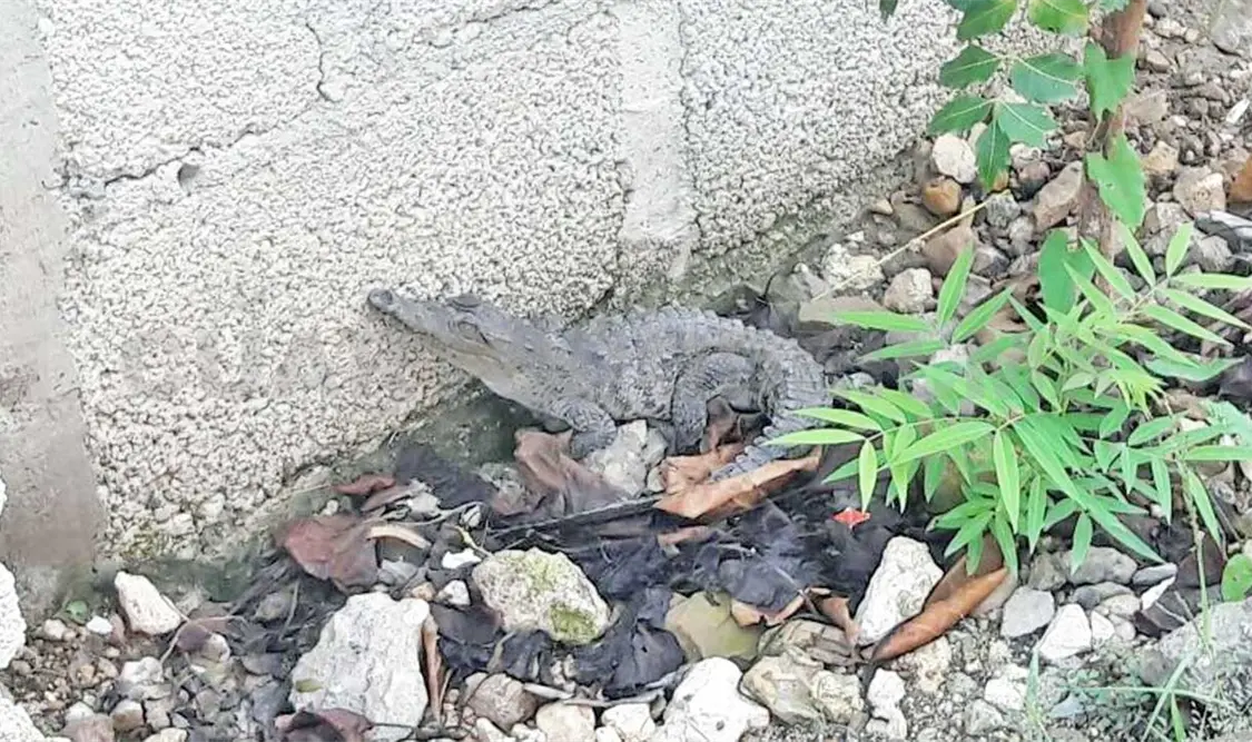 Hallan cocodrilo en lote baldío