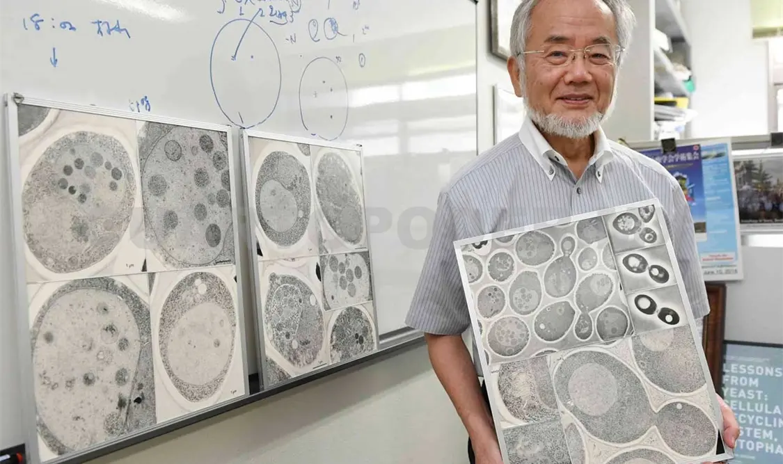 Biólogo japonés gana Nobel