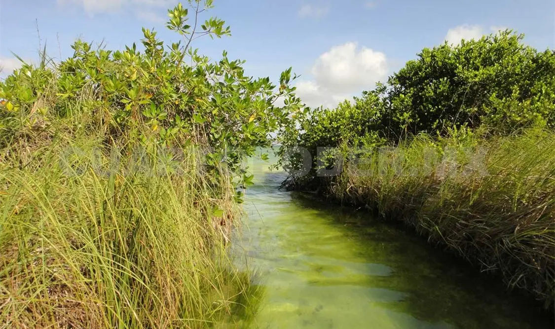 Restauran autoridades humedales costeros
