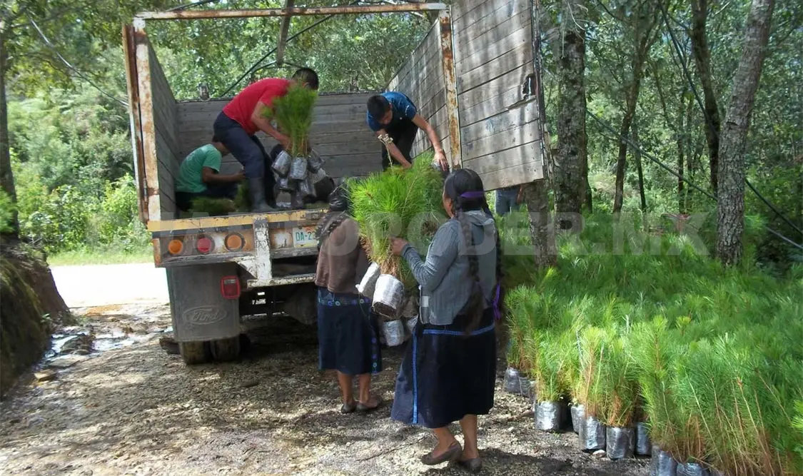 Concluye campaña de reforestación en cuenca