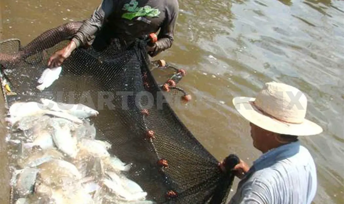 Producen 7 millones de tilapia para acuicultores
