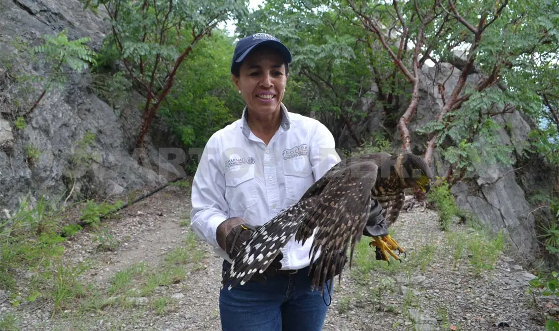Liberan a halcón selvático de collar