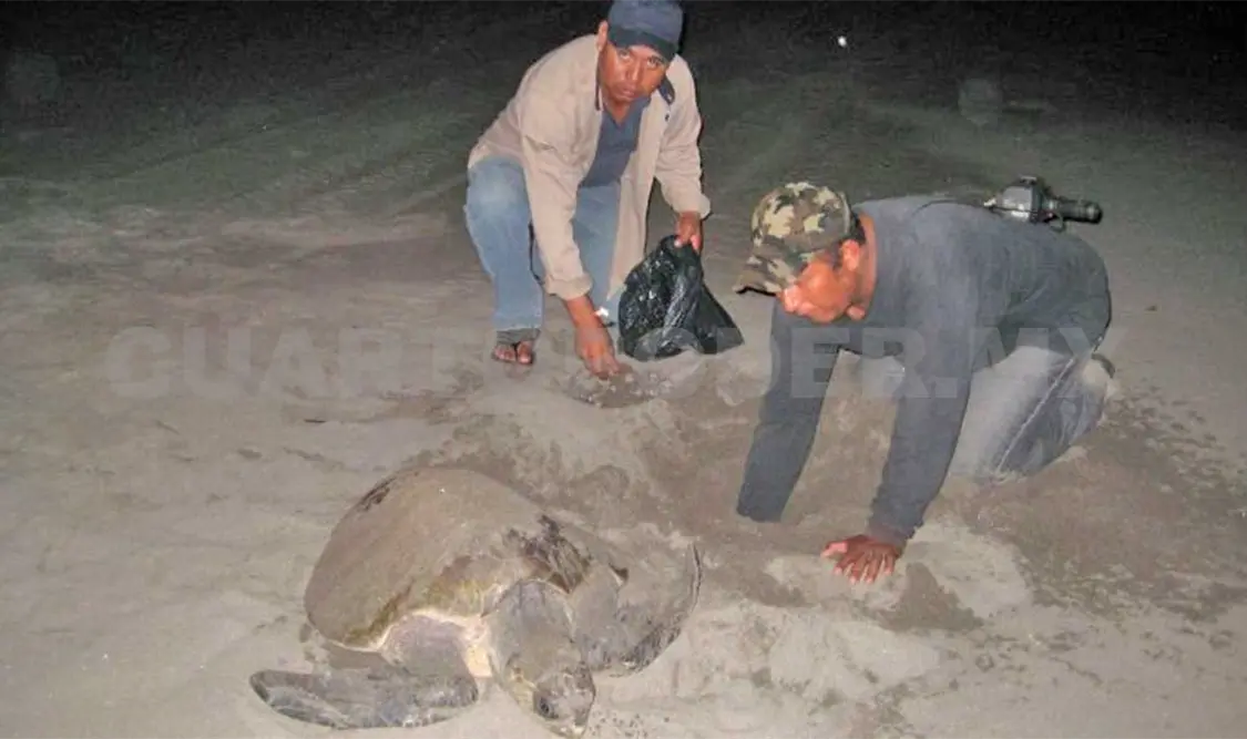 Reubican mil 790 huevos de tortuga en Chiapas