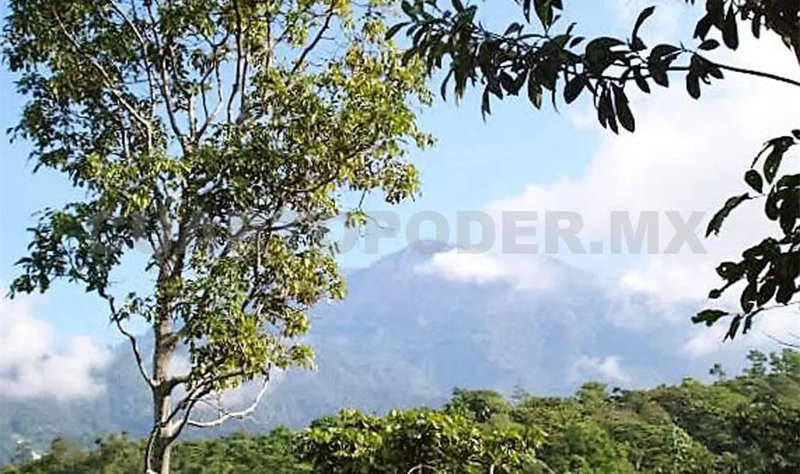 Continúa proyecto de reforestación del Tacaná
