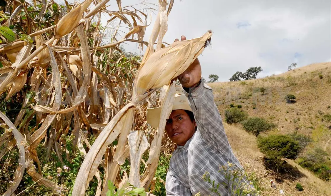 Producción maicera en riesgo