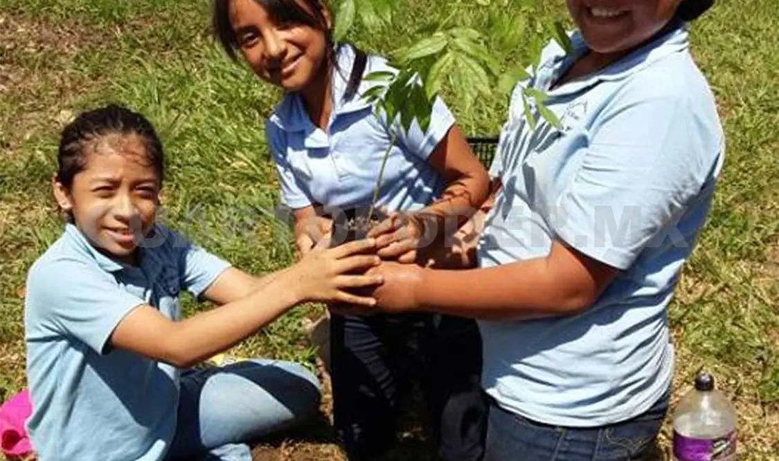 Aluxes reforesta en Palenque