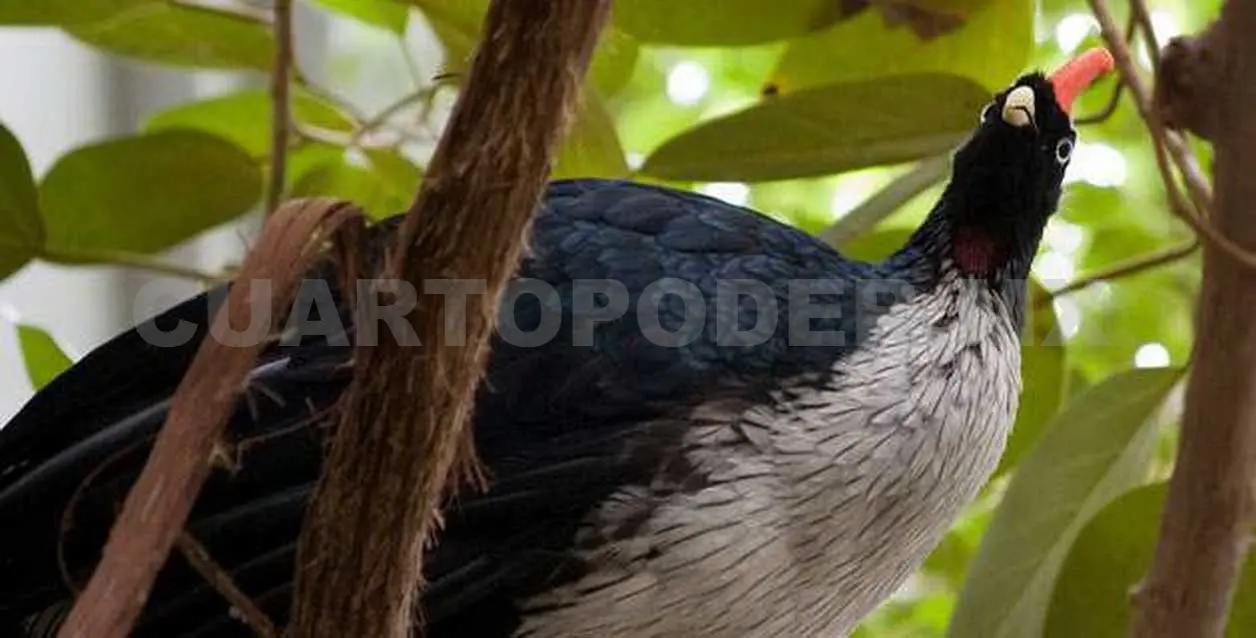 Realizan Festival de Aves del Tacaná