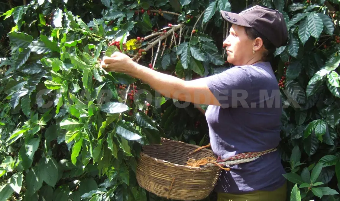 Dan prórroga a caficultores
