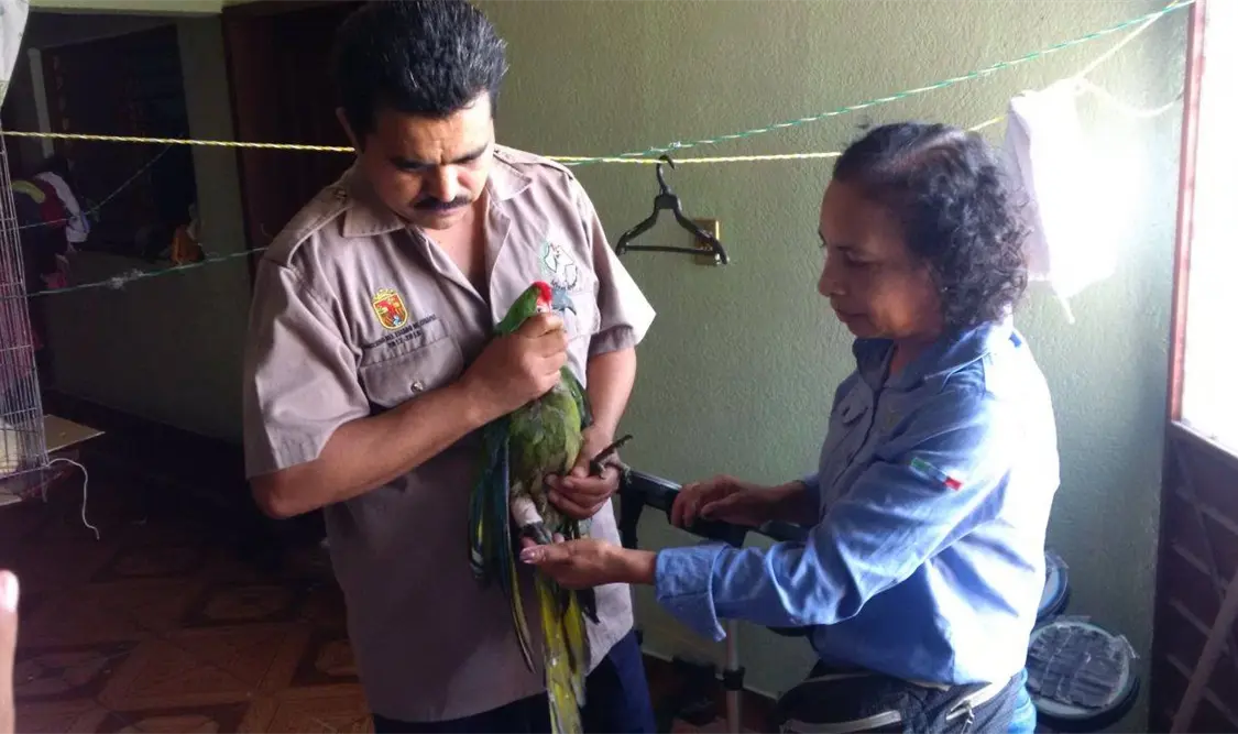 Rescata Profepa guacamaya verde en Simojovel