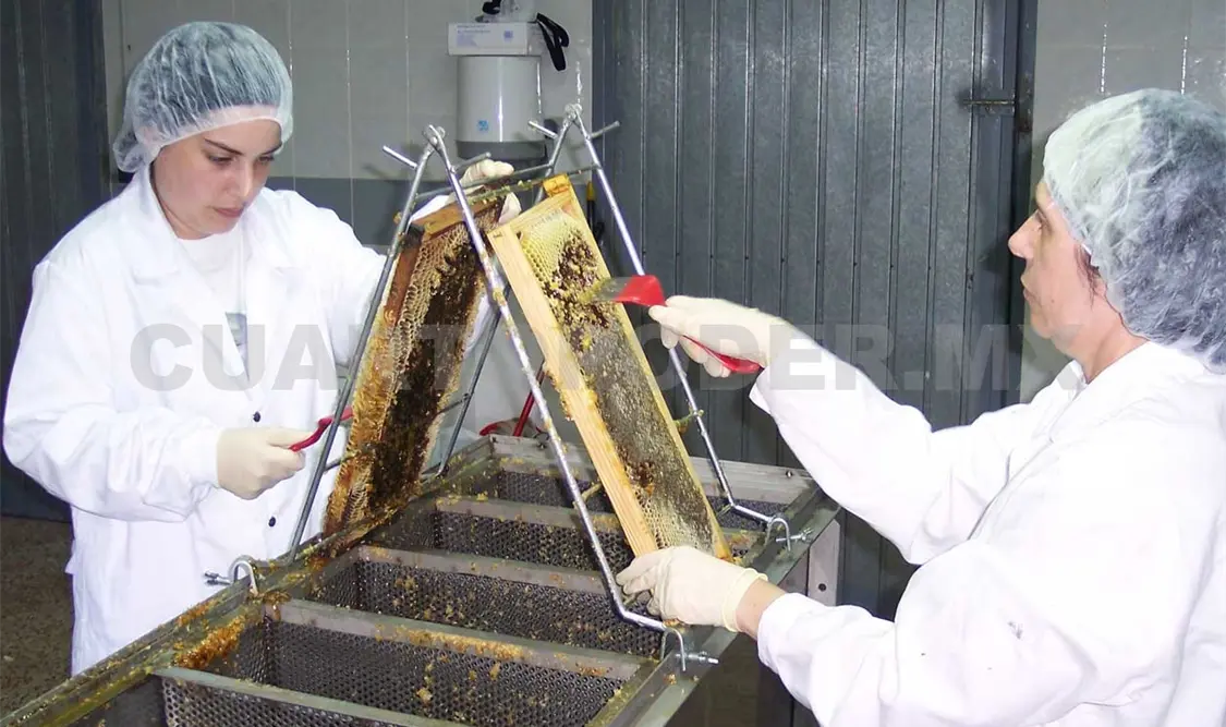 Manejar un solo precio de la miel beneficiaría a miles de productores. CP